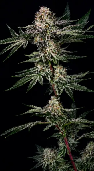 Chrome Frost Cannabis Seeds by Mosca Seeds