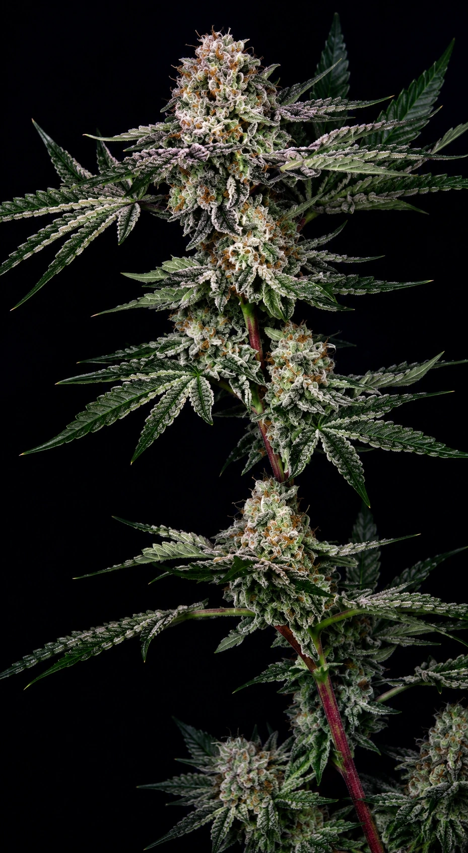 Chrome Frost Cannabis Seeds by Mosca Seeds
