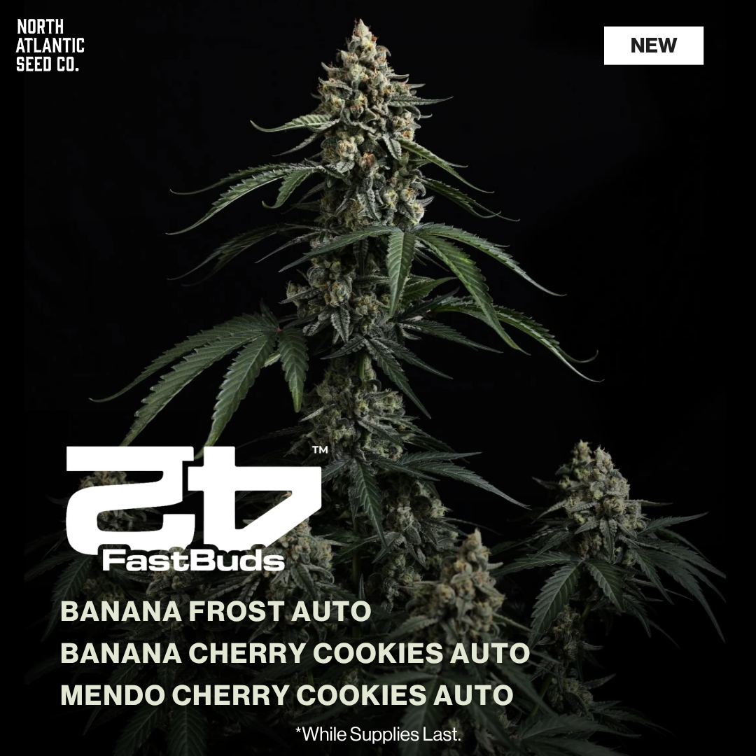 Fast Buds New Drop 2026