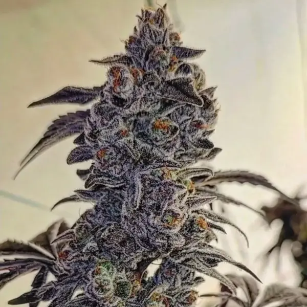 Fuego'Z R1 Cannabis Seeds by Ethos Genetics