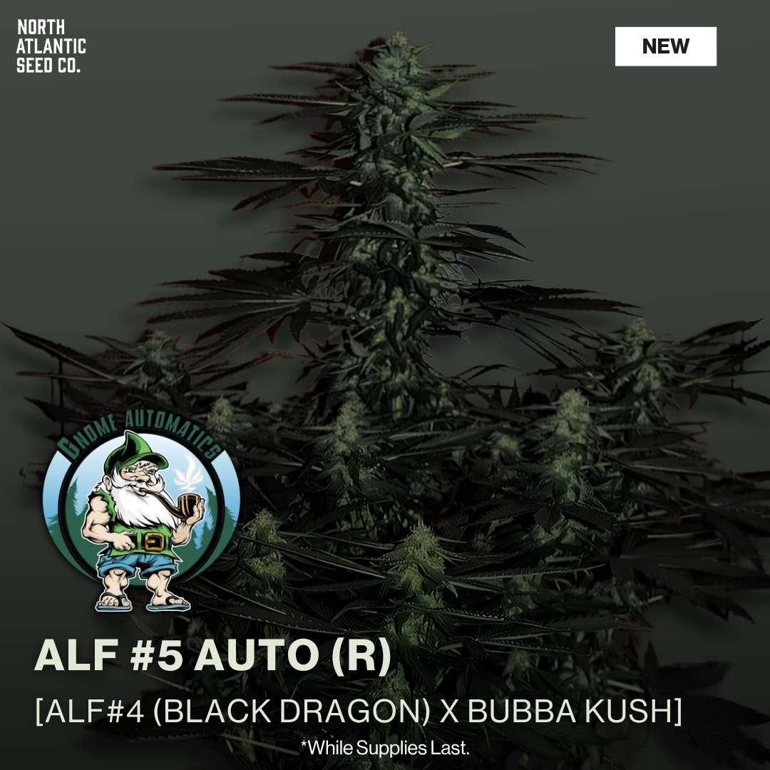 Gnome Automatics 2026 New Strains