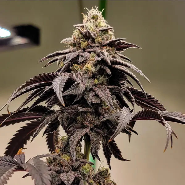 Gelato 41 BX F2 Cannabis Seeds by Tiki Madman Seeds