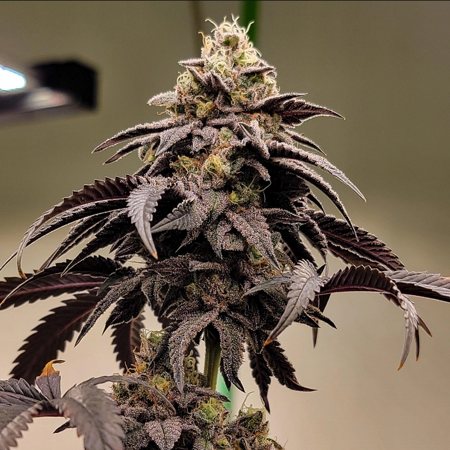 Gelato 41 BX F2 Cannabis Seeds by Tiki Madman Seeds
