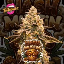 Hash Muffin Cannabis Seeds by Tastebudz