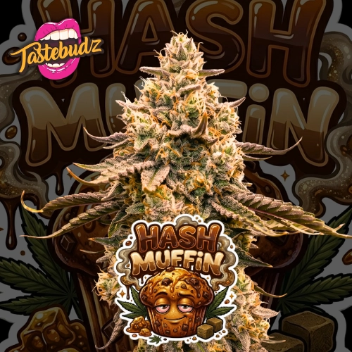 Hash Muffin Cannabis Seeds by Tastebudz