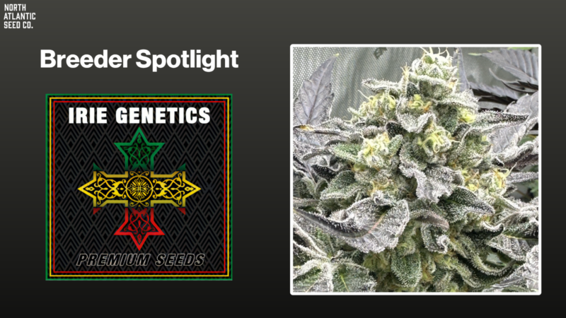 Irie Genetics Shares Grow Tips & More!
