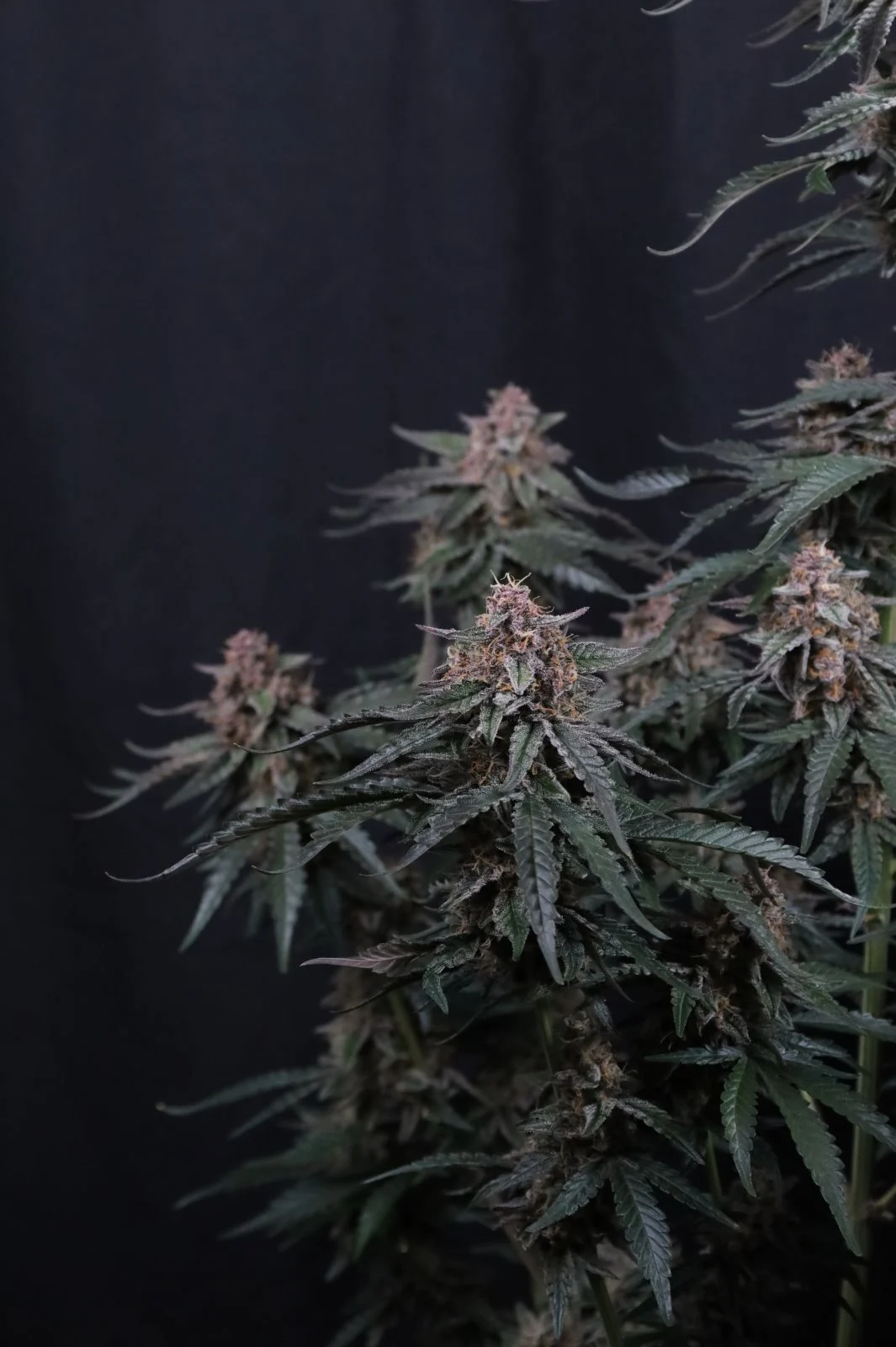 Mendo Cherry Cookies Auto Cannabis Seeds by Fastbuds
