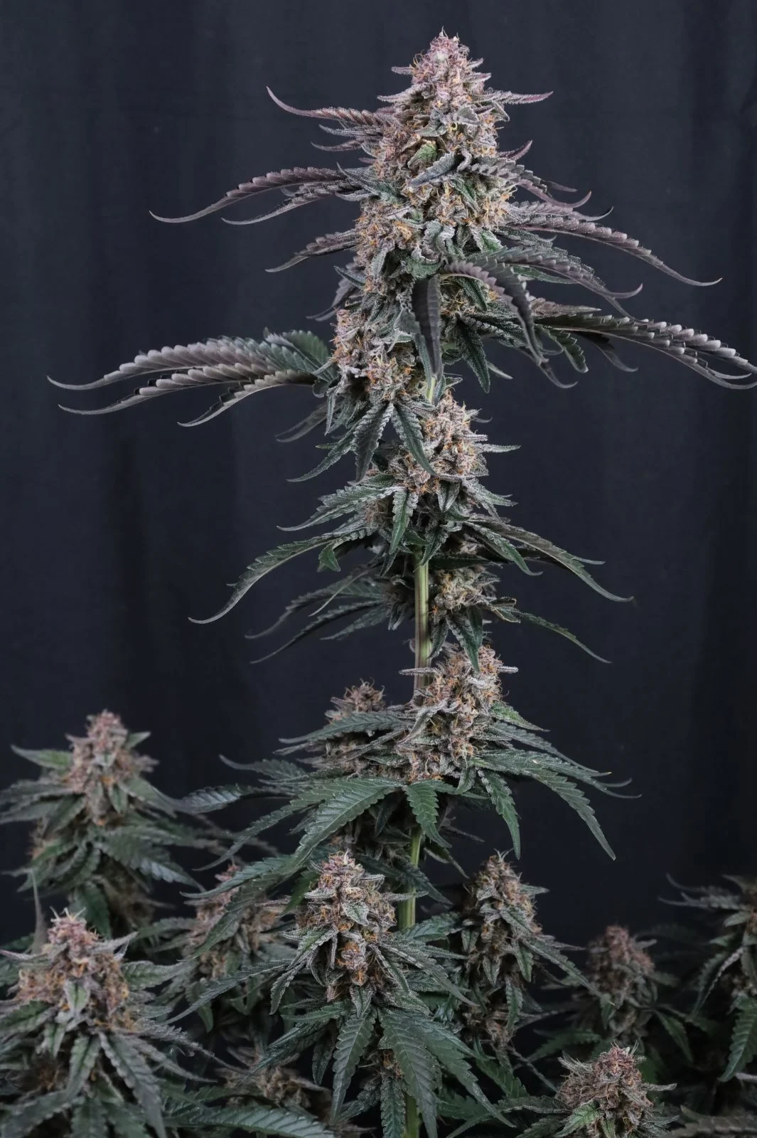 Mendo Cherry Cookies Auto Cannabis Seeds by Fastbuds