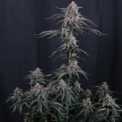 Mendo Cherry Cookies Auto Cannabis Seeds by Fastbuds