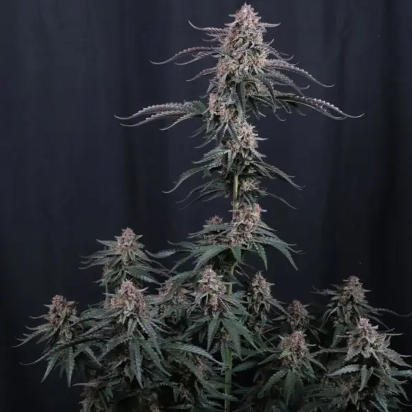 Mendo Cherry Cookies Auto Cannabis Seeds by Fastbuds