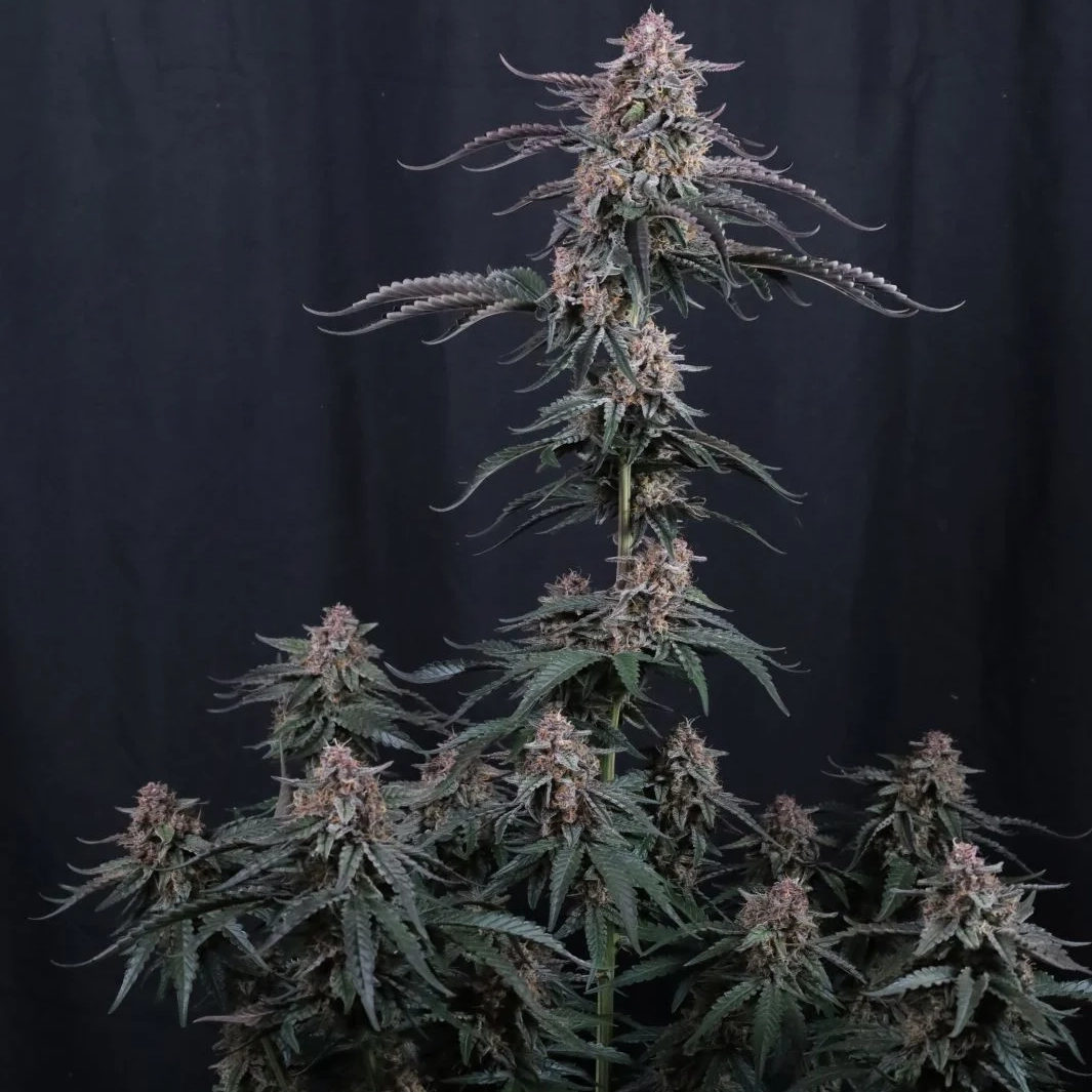 Mendo Cherry Cookies Auto Cannabis Seeds by Fastbuds