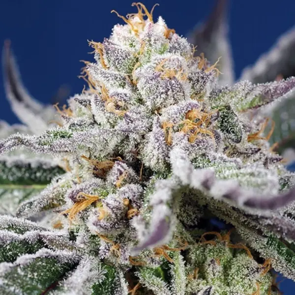 Orange Apricot Glue XL Auto Cannabis Seeds by Sweet Seeds