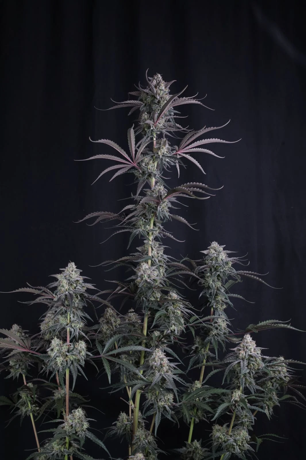 Pineapple OG Auto Cannabis Seeds by Fastbuds