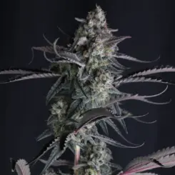 Pineapple OG Auto Cannabis Seeds by Fastbuds