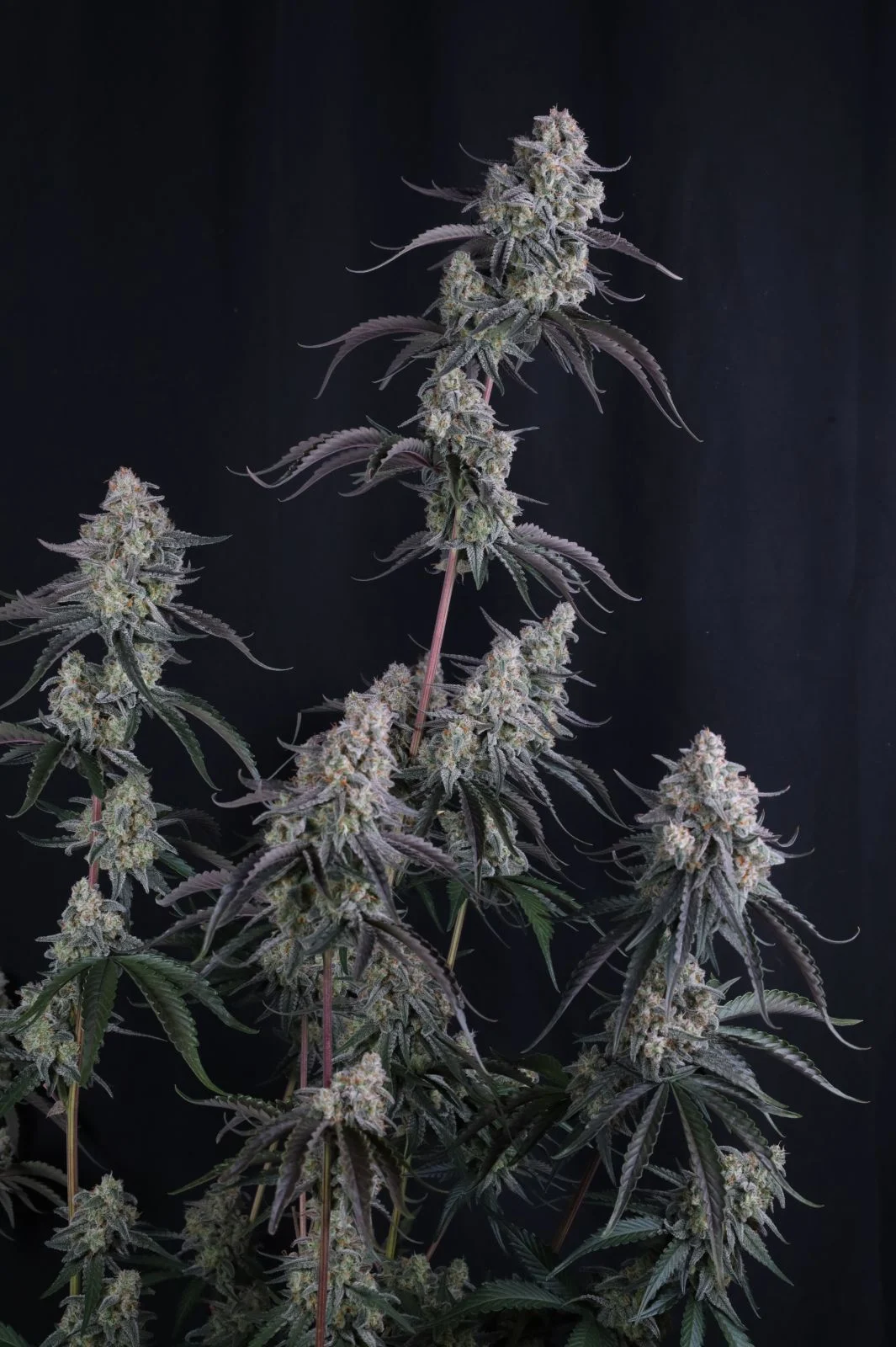 Pineapple OG Auto Cannabis Seeds by Fastbuds