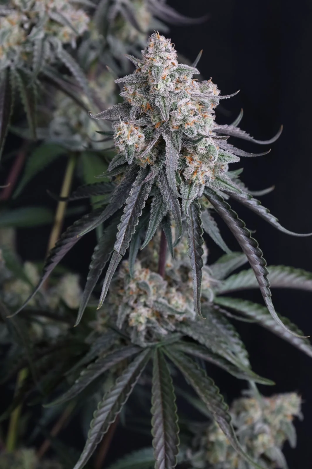 Pineapple OG Auto Cannabis Seeds by Fastbuds