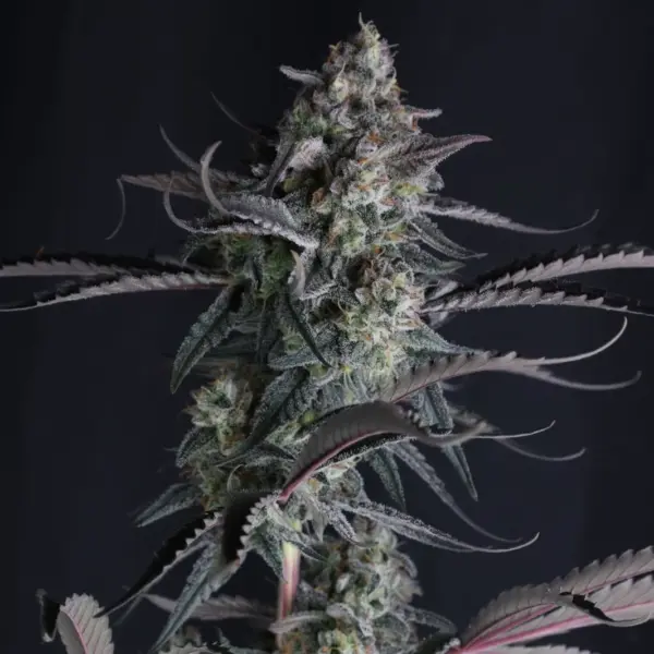 Pineapple OG Auto Cannabis Seeds by Fastbuds