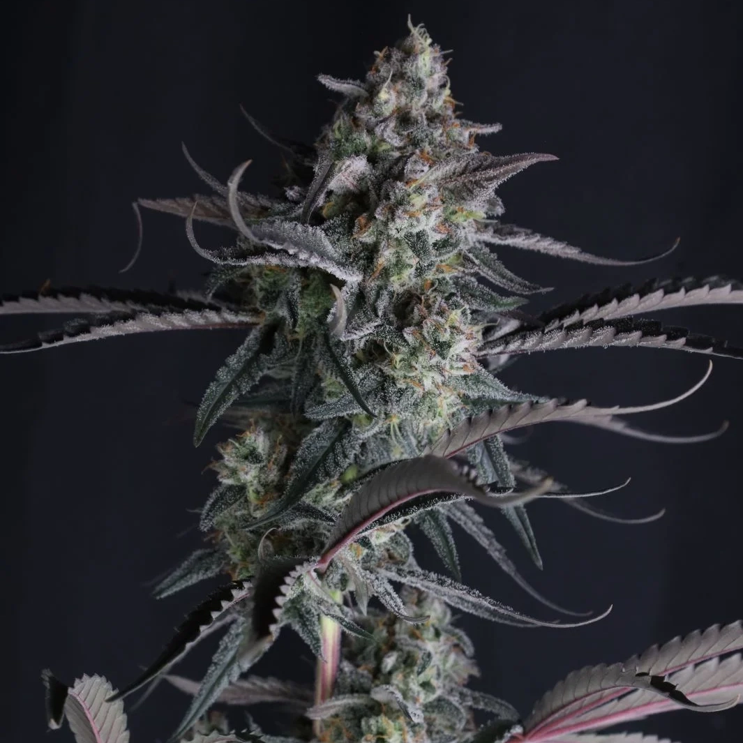 Pineapple OG Auto Cannabis Seeds by Fastbuds