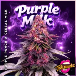 Purple Milk Cannabis Seeds by Tastebudz