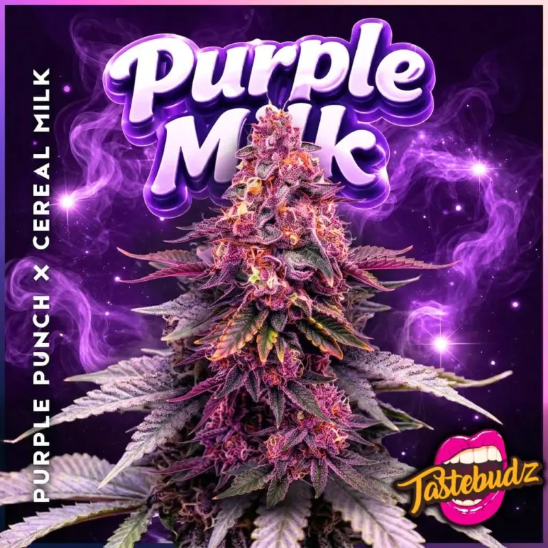 Purple Milk Cannabis Seeds by Tastebudz