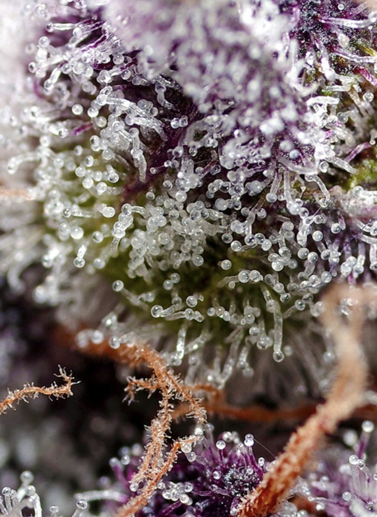 Studio 54 Stardust Auto Cannabis Seeds by Sweet Seeds