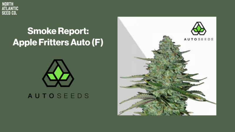 Smoke Report: Apple Fritters by Auto Seeds