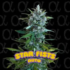 Star Fists Auto Alpha Cannabis Seeds by Dirty Bird Genetics