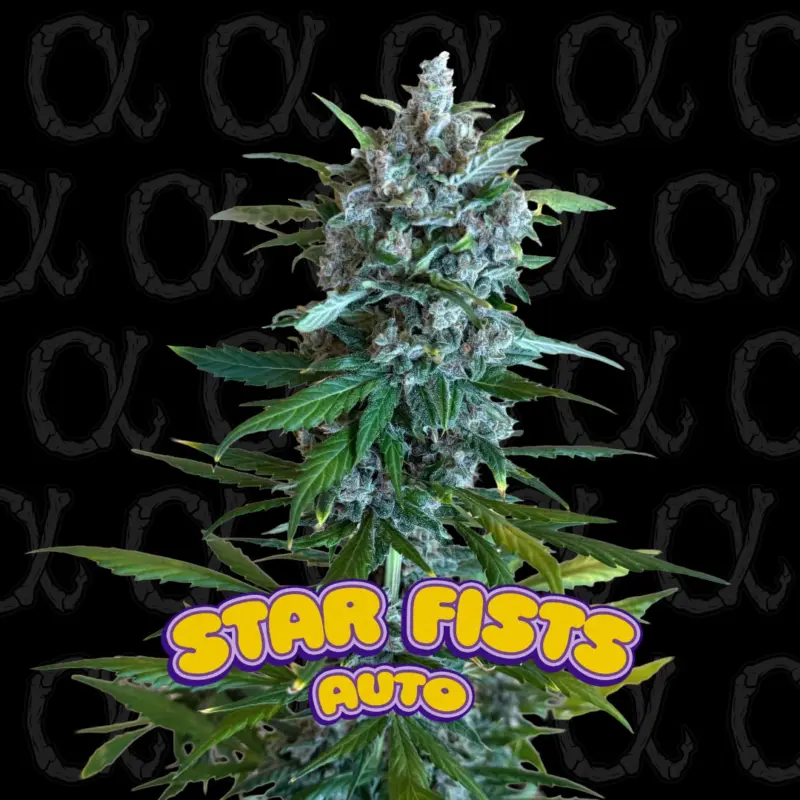 Star Fists Auto Alpha Cannabis Seeds by Dirty Bird Genetics