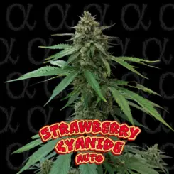 Strawberry Cyanide Auto Alpha Cannabis Seeds by Dirty Bird Genetics