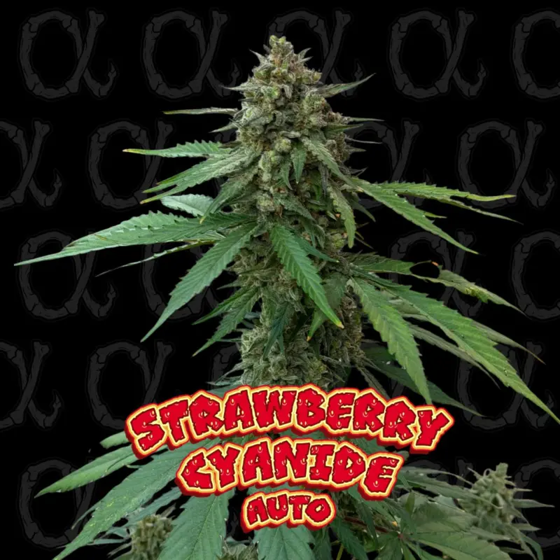 Strawberry Cyanide Auto [ALPHA SERIES] [LIMITED]