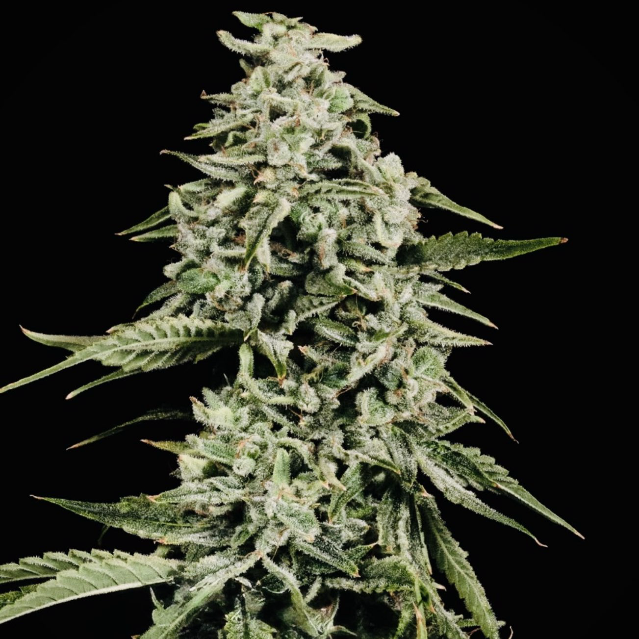 strawberry yum yum auto cannabis seeds by mosca seeds