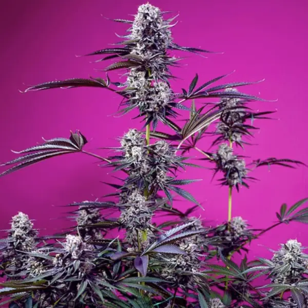 Studio 54 Stardust Auto Cannabis Seeds by Sweet Seeds
