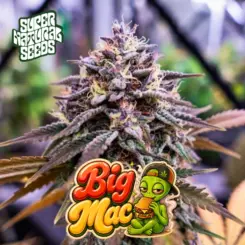 Supernatural Big MAC Cannabis Seeds by Supernatural Seeds