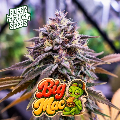 Supernatural Big MAC Cannabis Seeds by Supernatural Seeds