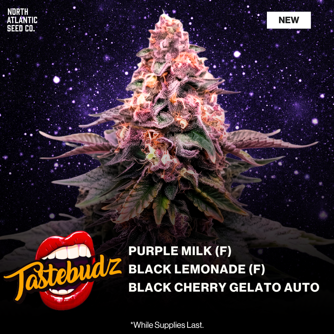 Tastebudz Summer 2026 Drops