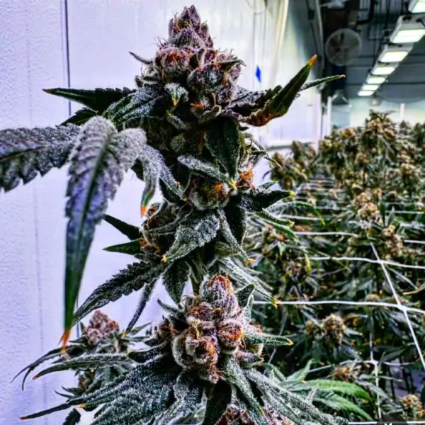 Tiki Sugar F2 Cannabis Seeds by Tiki Madman Seeds