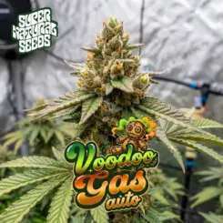 Voodoo Gas Auto Cannabis Seeds by Supernatural Seeds