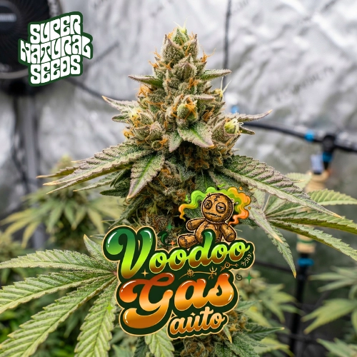Voodoo Gas Auto Cannabis Seeds by Supernatural Seeds