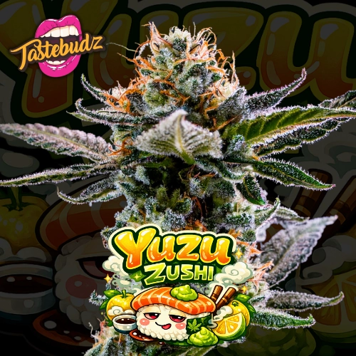 Yuzu Zushi Auto Cannabis Seeds by Tastebudz