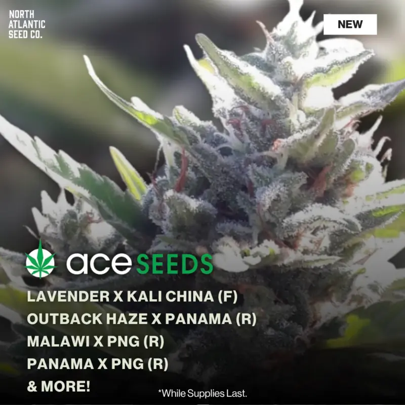 Ace Seeds New Strains 2026