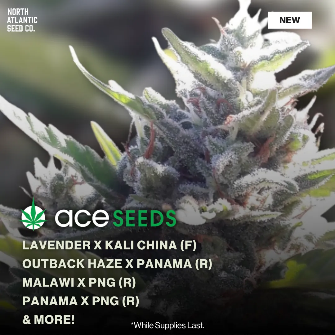 Ace Seeds New Strains 2026