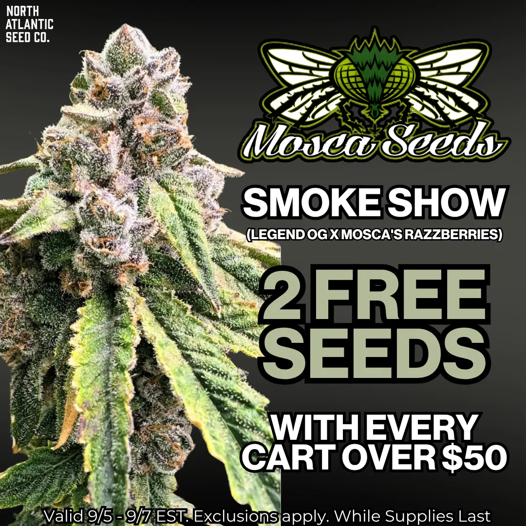 Mosca Seeds
