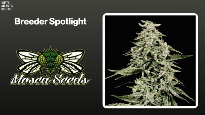 Autoflower Cultivation Tips: How to Get the Most From Your Autoflower Crop