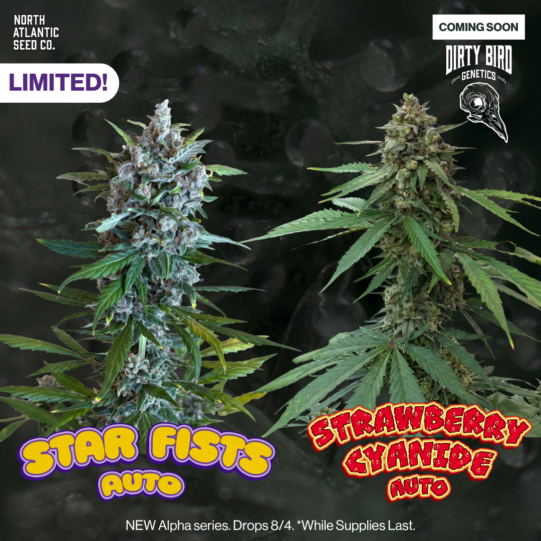 Dirty Bird Genetics - Alpha Series