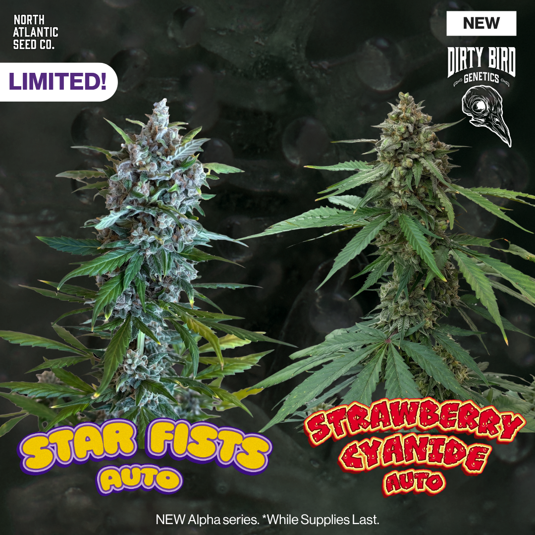 Dirty Bird Genetics - Alpha Series