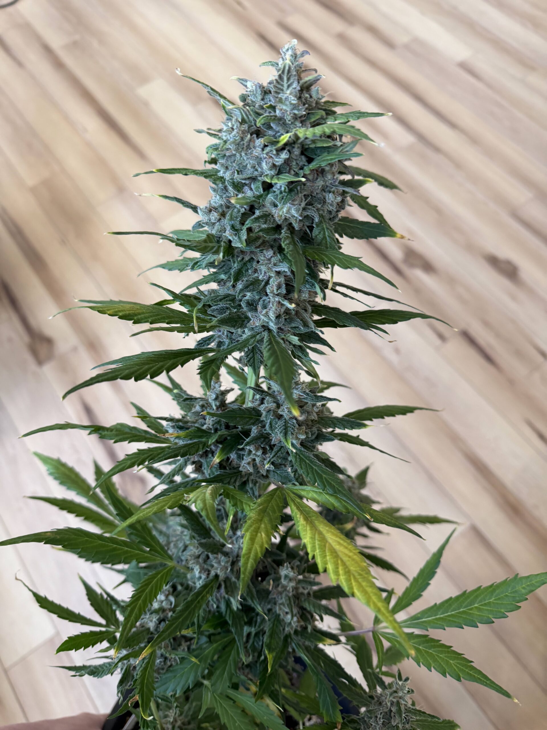 Star Fists Auto Alpha Cannabis Seeds by Dirty Bird Genetics