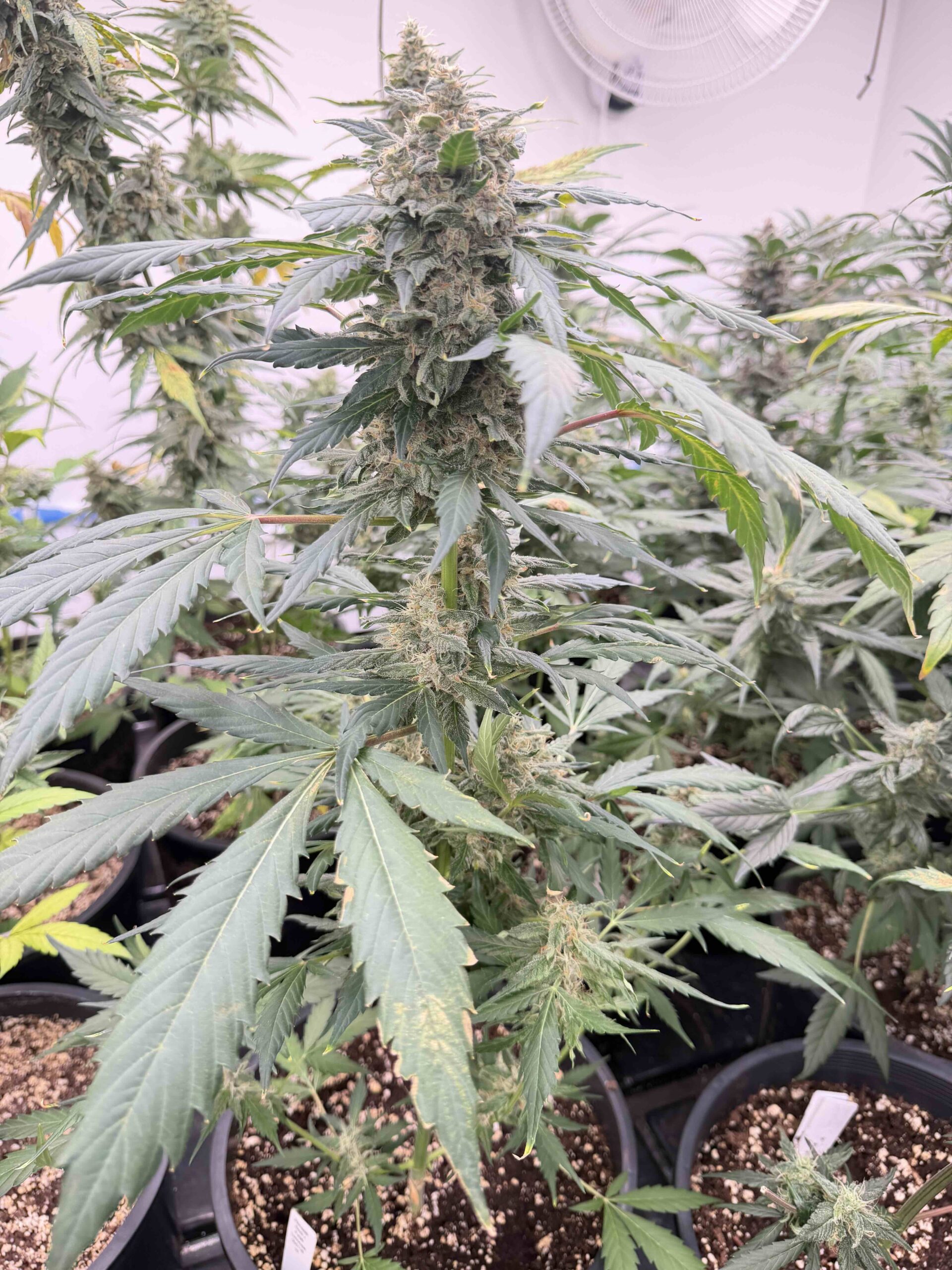 Star Fists Auto Alpha Cannabis Seeds by Dirty Bird Genetics