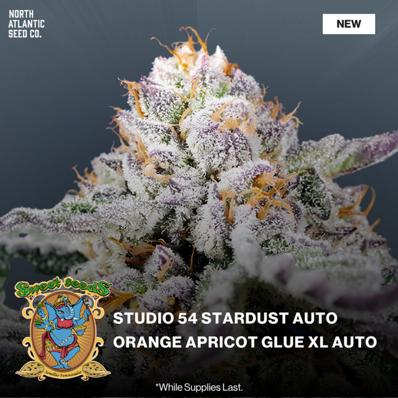 Sweet Seeds New Strains 2026
