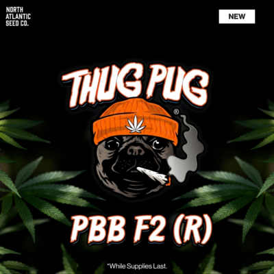Thug Pug