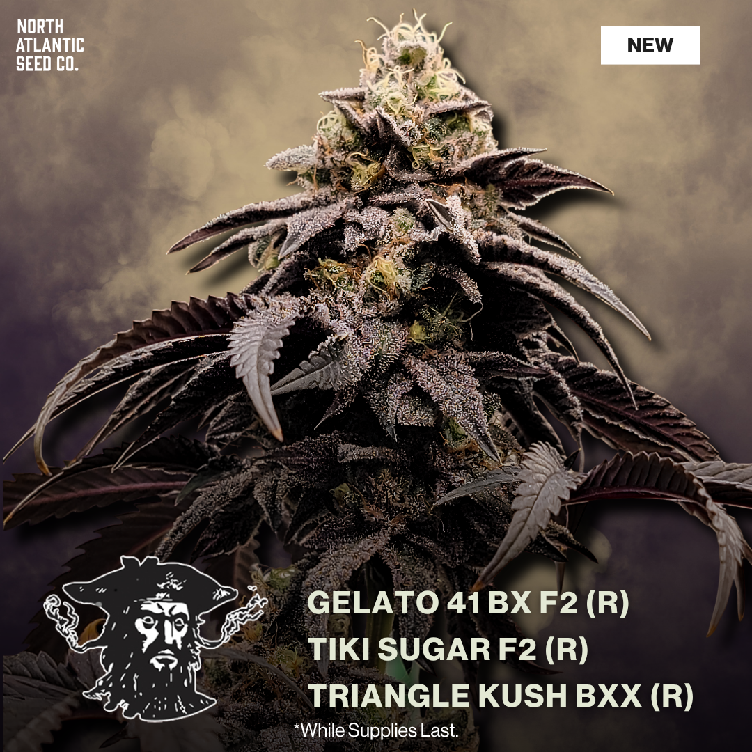 Tiki Madman New Strains